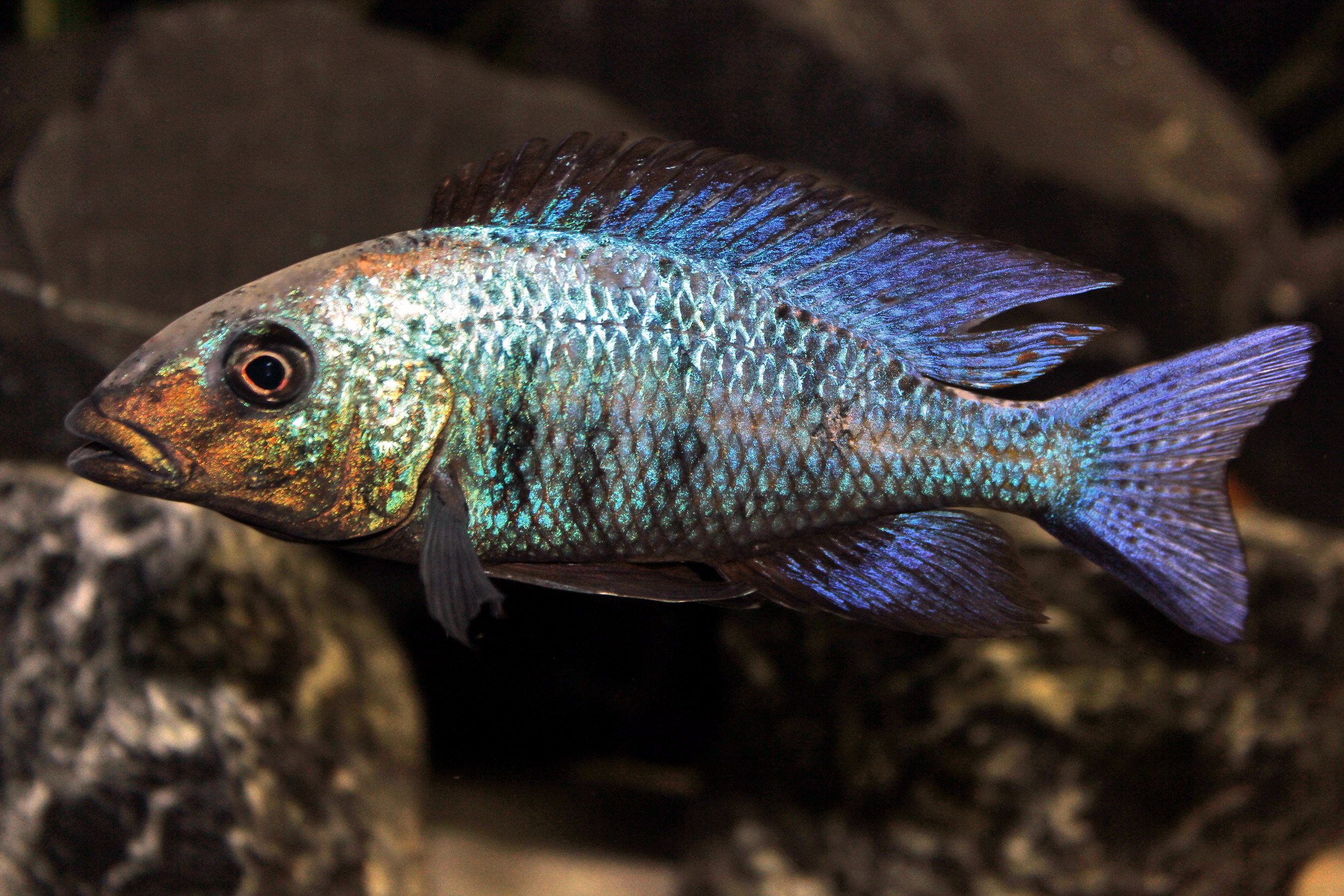 Fossochromis rostratus